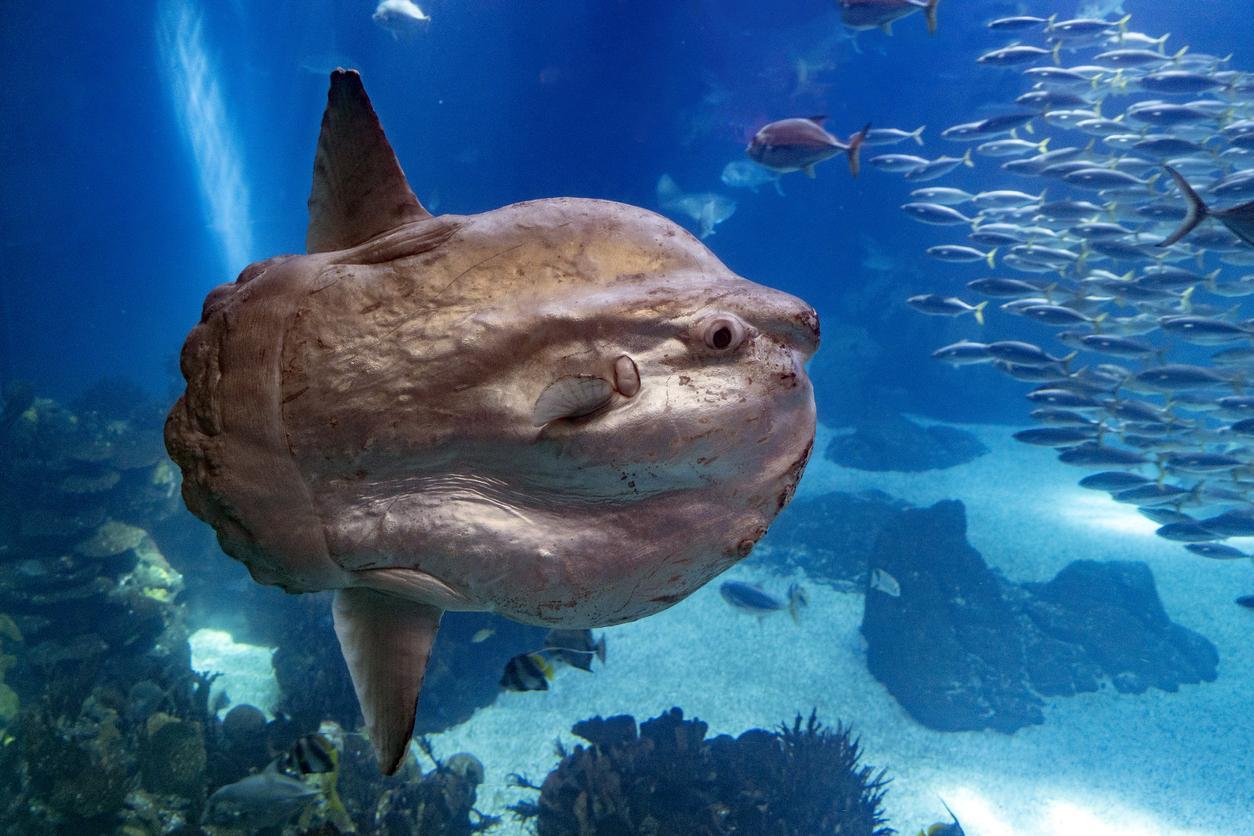 Peixe Lua