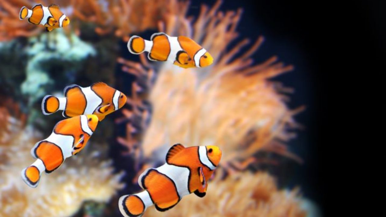 Peixe Palhaço