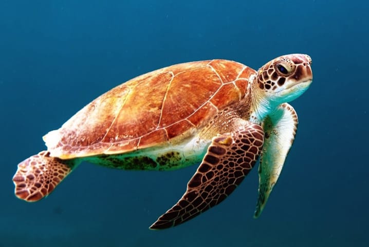 Tartaruga Marinha